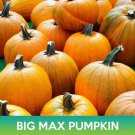 Big Max Pumpkin Seeds Cucurbita Maxima Easy to Grow