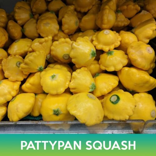 Pattypan Squash Seeds Scallopini Squash Easy to Grow