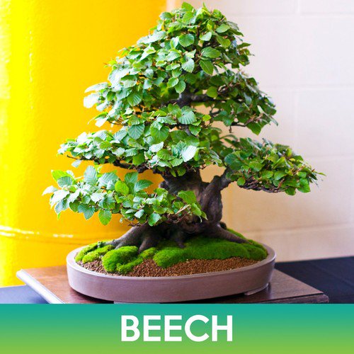 Beech Tree Seeds Fagus Easy to Grow