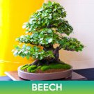 Beech Tree Seeds Fagus Easy to Grow