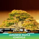 Ichigyoji Japanese Maple Seeds Acer Palmatum Ichigyoji Easy to Grow