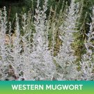 Western Mugwort Seeds Prairie Sage Artemisia Ludoviciana Easy to Grow