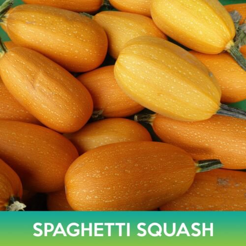 Spaghetti Squash Seeds Easy to Grow