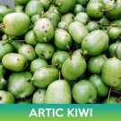 Artic Kiwi Tree Seeds Actinidia Kolomikta Variegated Leaf Hardy Kiwi Easy to Grow