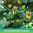Toothache Plant Seeds Eyeball Plant Acmella Oleracea Easy to Grow