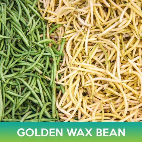 Golden Wax Bean Seeds Topnotch Easy to Grow