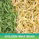 Golden Wax Bean Seeds Topnotch Easy to Grow