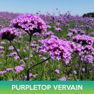 Purpletop Vervain Seeds Brazilian Vervain Verbena Bonariensis Easy to Grow