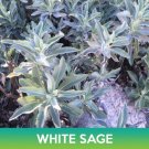 White Sage Seeds Sacred Sage Salvia Apiana Easy to Grow