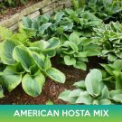 American Hosta Mix Seeds Combined On 500 Seed Varieties Easy to Grow