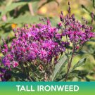 Tall Ironweed Seeds Vernonia Gigantea Easy to Grow