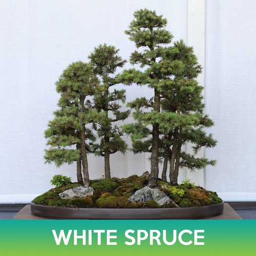White Spruce Seeds Black Hills Spruce Picea Glauca Easy to Grow