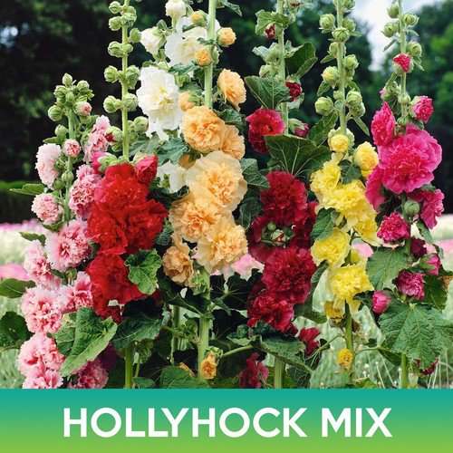 Hollyhock Flower Mix Seeds Alcea Rosea Chater'S Double Easy to Grow