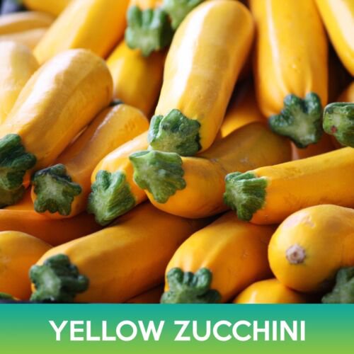 Yellow Zucchini Seeds Easy to Grow