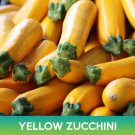 Yellow Zucchini Seeds Easy to Grow