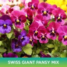 Swiss Giant Pansy Flower Mix Seeds Viola Wittrockiana Easy to Grow