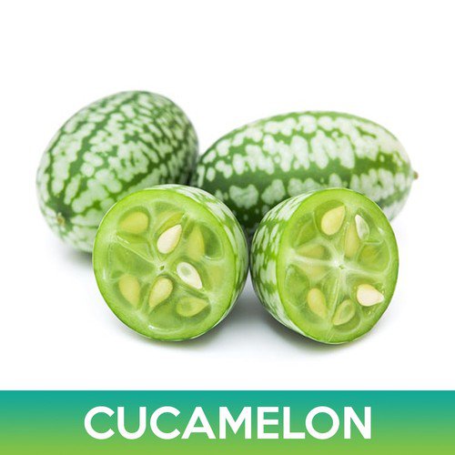 Cucamelon Seeds Mouse Melon Mexican Sour Gherkin Easy to Grow
