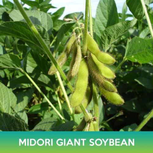 Midori Giant Soybean Seeds Easy to Grow