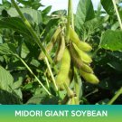 Midori Giant Soybean Seeds Easy to Grow