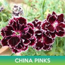 China Pinks Flower Seeds Dianthus Chinensis Var Heddewigii Easy to Grow