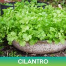 Cilantro Seeds Coriander Easy to Grow
