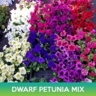 Dwarf Petunia Mix Seeds Petunia Nana Compacta Easy to Grow