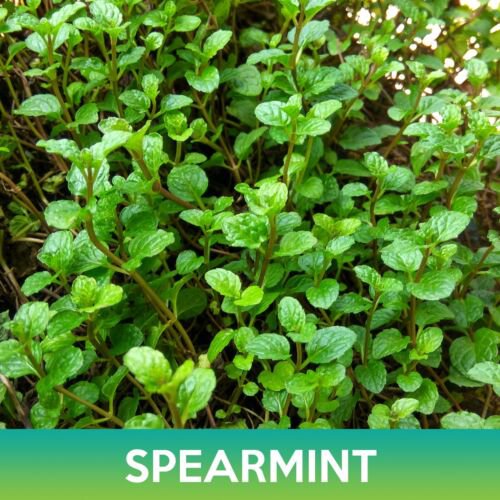 Spearmint Seeds Easy to Grow