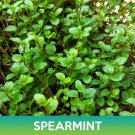 Spearmint Seeds Easy to Grow