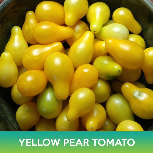 Yellow Pear Tomato Seed Easy to Grow