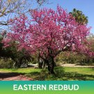 Eastern Redbud Seeds Cercis Canadensis Easy to Grow