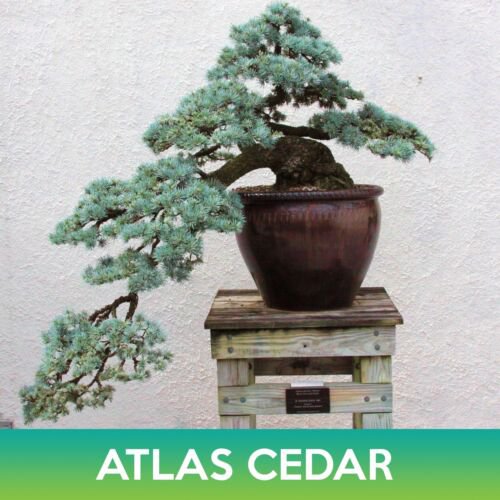 Atlas Cedar Seeds Cedrus Libani Subsp Atlantica Easy to Grow