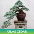 Atlas Cedar Seeds Cedrus Libani Subsp Atlantica Easy to Grow Atlas Cedar Seeds Cedrus Libani Subsp Atlantica Easy to Grow