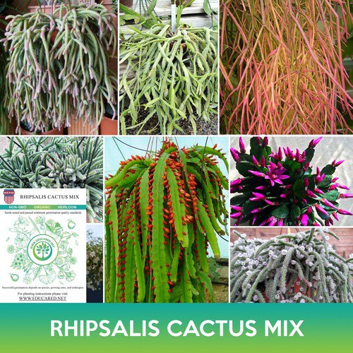 Rhipsalis Cactus Mix Seeds Easy to Grow