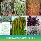 Rhipsalis Cactus Mix Seeds Easy to Grow