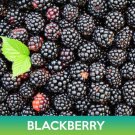 American Black Elderberry Seed Combined On 500 Seed Varieties Easy to Grow
