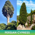 Persian Cypress Seeds Cupressus Sempervirens Easy to Grow