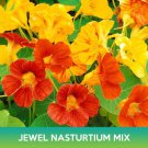Jewel Nasturtium Flower Mix Seeds Tropaeolum Nanum Easy to Grow