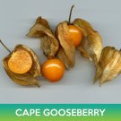 Cape Gooseberry Seeds Physalis Peruviana Easy to Grow