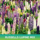 Russells Lupine Mix Seeds Lupinus Polyphyllus Russell Easy to Grow