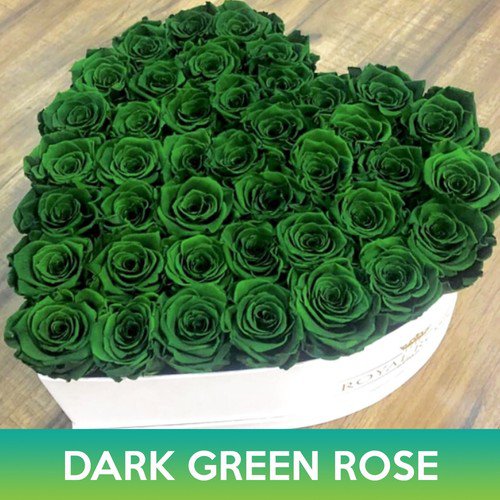 Dark Green Rose Seeds Easy to Grow
