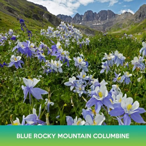 Blue Rocky Mountain Columbine Flower Seeds Aquilegia Caerulea Easy to Grow