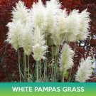 White Pampas Grass Seeds Ornamental Grass Easy to Grow