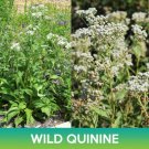 Wild Quinine Seeds Parthenium Integrifolium Easy to Grow