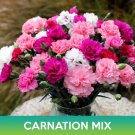 Carnation Flower Mix Seeds Dianthus Caryophyllus Easy to Grow