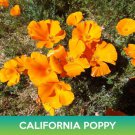 California Poppy Seeds Eschscholzia Californica Easy to Grow
