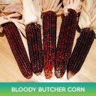 Bloody Butcher Corn Seeds Easy to Grow