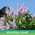 Villosa Lilac Seeds Late Lilac Syringa Villosa Easy to Grow