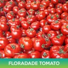 Floradade Tomato Seed Easy to Grow