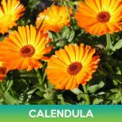 Calendula Flower Seeds Calendula Officinalis Easy to Grow