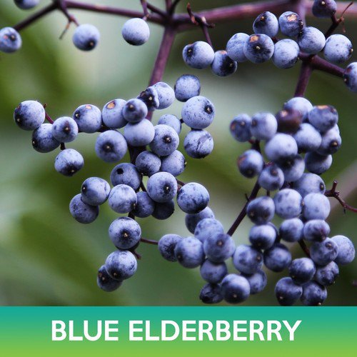 Blue Elderberry Seeds Sambucus Caerulea Easy to Grow